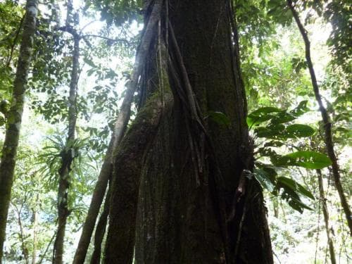 Kayu Meran
