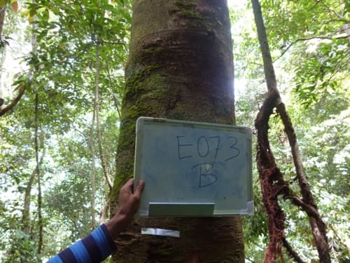 Mendang Jangat