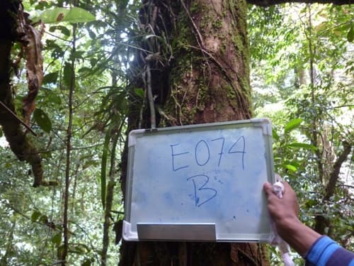 Kayu Mawang