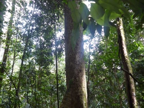Medang Pauh