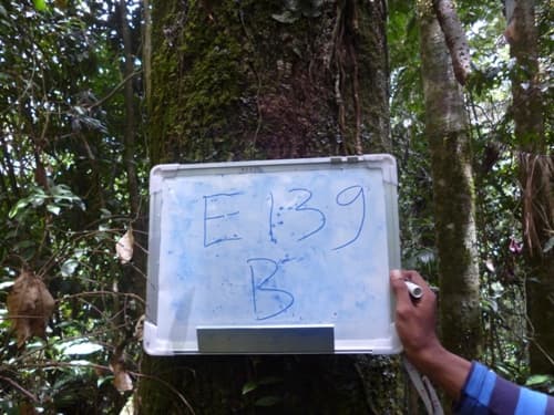 Manau