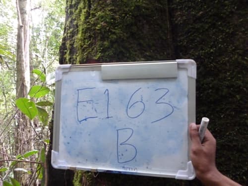 Medang Gis