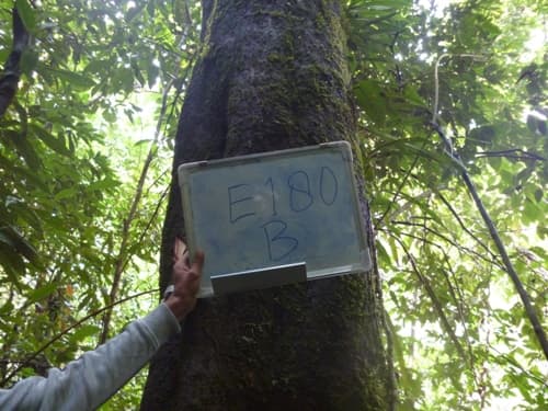Mentang Hitam