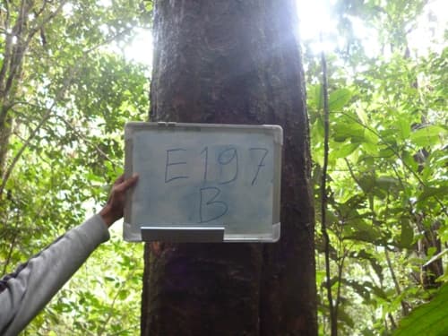 Mawang