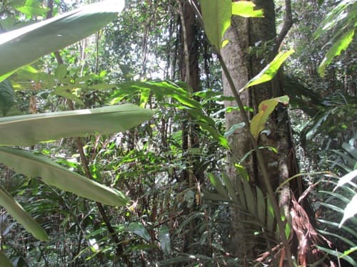 Kayu Labu