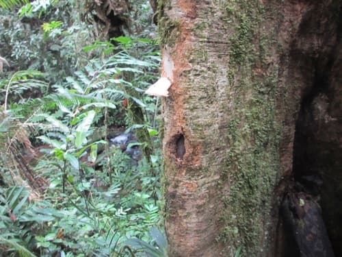 Kayu Kumbang