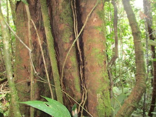 Marauba Daun Kec