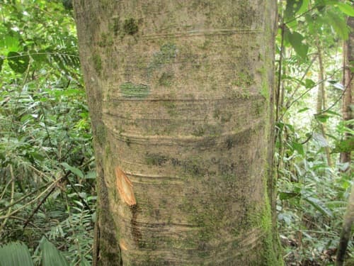 Maloro