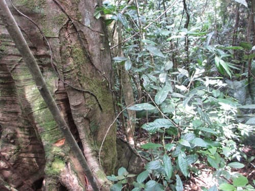 Medang Batu