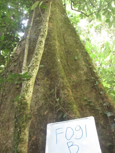 Letung