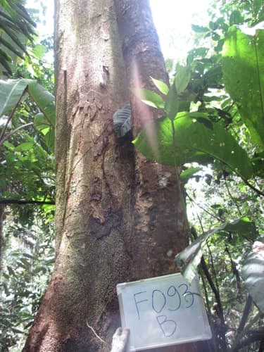 Tengang Padi