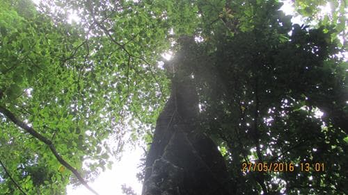 Kubangan
