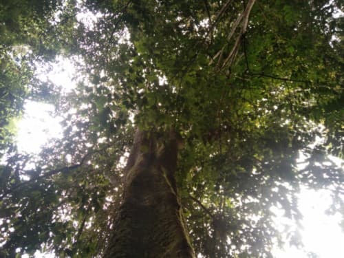 Madang