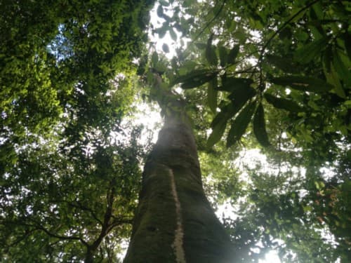 Kuok