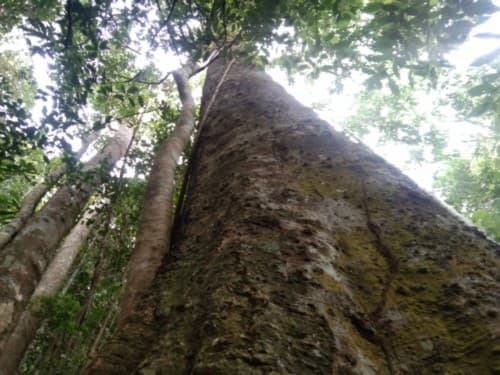 Mangalan