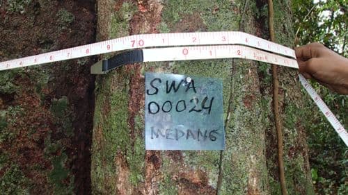 Medang Batu