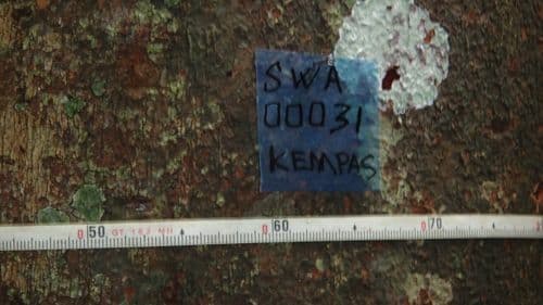 Kempas
