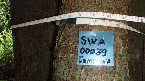Cempedak Air