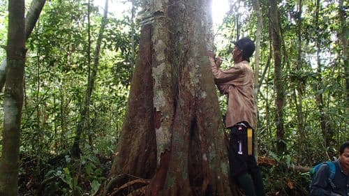 Terantai