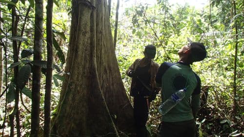 Cempedak Air