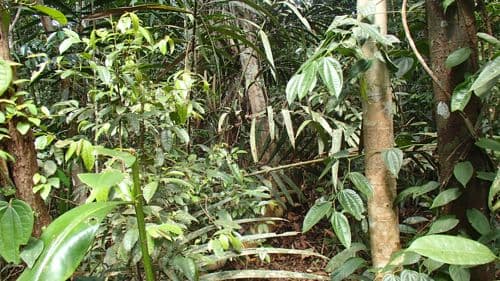 Kelakok