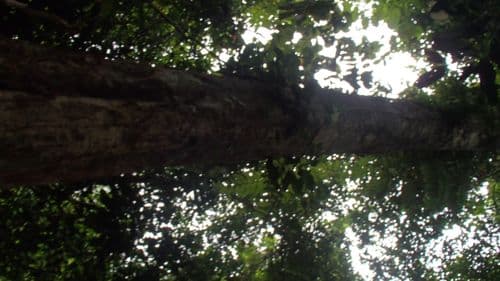 Pisang-Pisang
