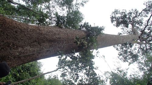 Kelakok