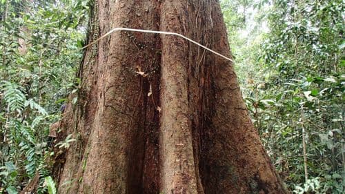 Kelakok