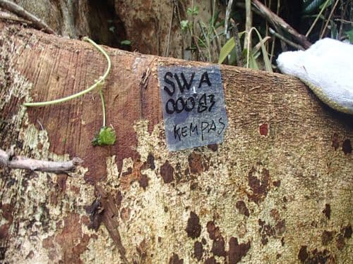 Kempas