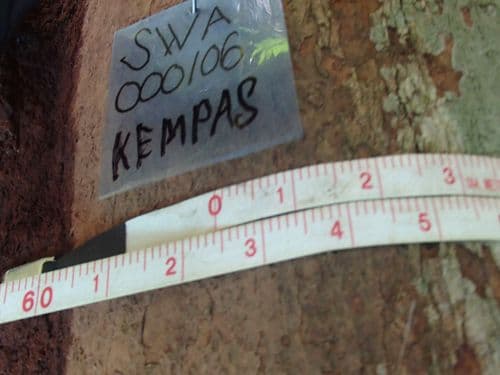 Kelakok
