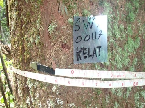 Medang Air