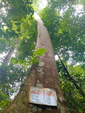 Balam Suntung