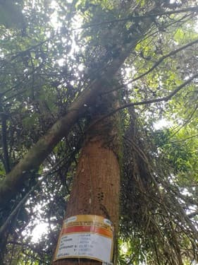Balam Suntung