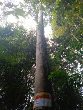 Balam Suntung