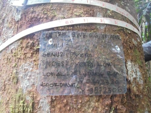 Jelutung Rawa