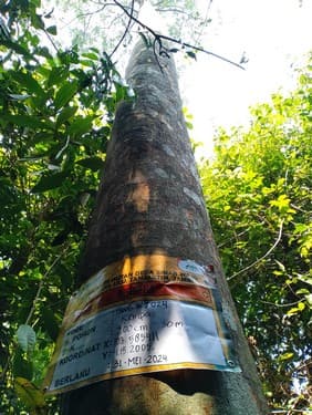 Samak Dayak