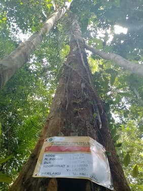 Balam Suntung