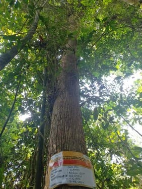 Meranti Payau/Batu