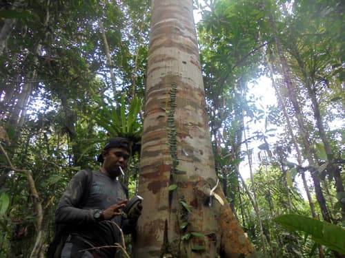 Balam Suntung