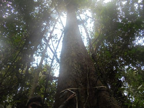 Meranti Payau/Batu