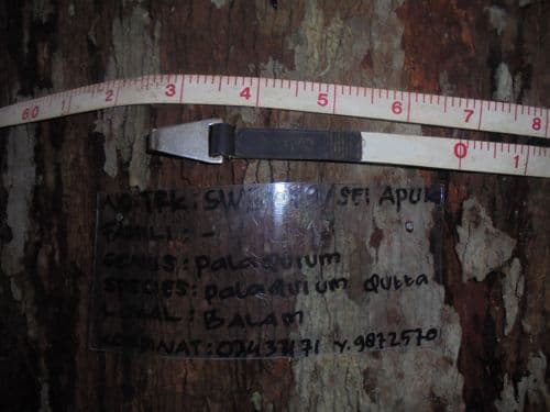 Balam Suntung