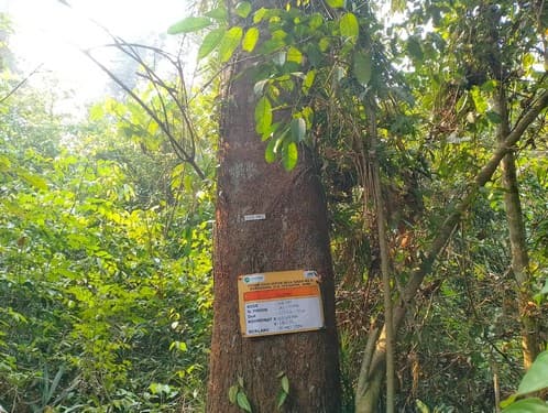 Punak