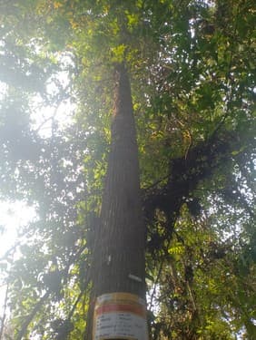 Balam Suntung