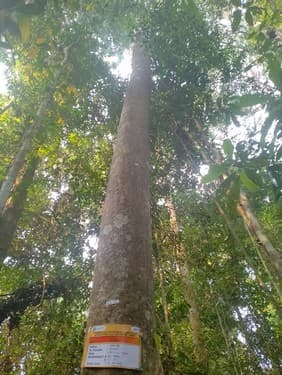 Balam Suntung