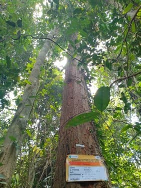 Balam Suntung