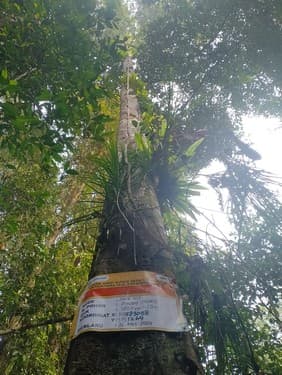 Balam Suntung