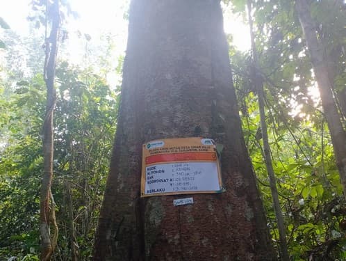 Balam Suntung