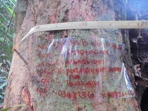 Balam Suntung
