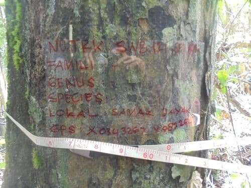 Samak Dayak