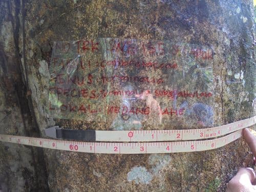 Medang jahe